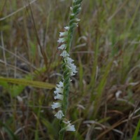 Spiranthes australis (R.Br.) Lindl.